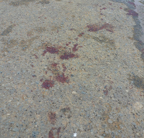 As marcas de sangue, onde o jovem foi assassinado As marcas de sangue, onde o jovem foi assassinado