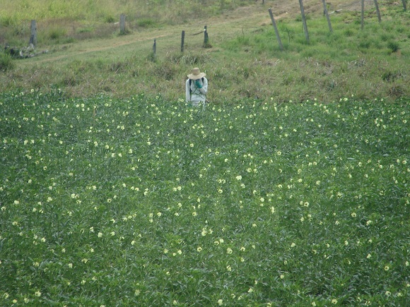 Agricultor pulveriza plantação de quiabo usando EPI e mostra que a campanha de conscientização deu resultados em Itaocara. Agricultor pulveriza plantação de quiabo usando EPI e mostra que a campanha de conscientização deu resultados em Itaocara.