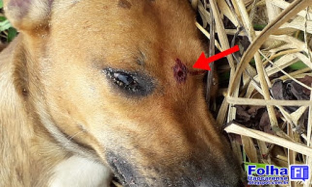 (Fotos: Reprodução/ Facebook/ Amigos de Itaocara) (Fotos: Reprodução/ Facebook/ Amigos de Itaocara)