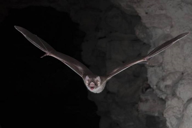 Morcego - AFP Morcego - AFP