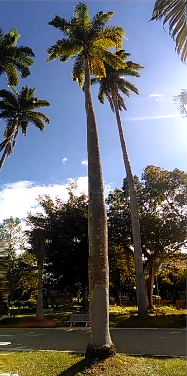 FOTO: DIVULGAÇÃO FOTO: DIVULGAÇÃO